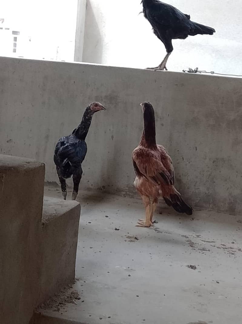 Aseel hens 5