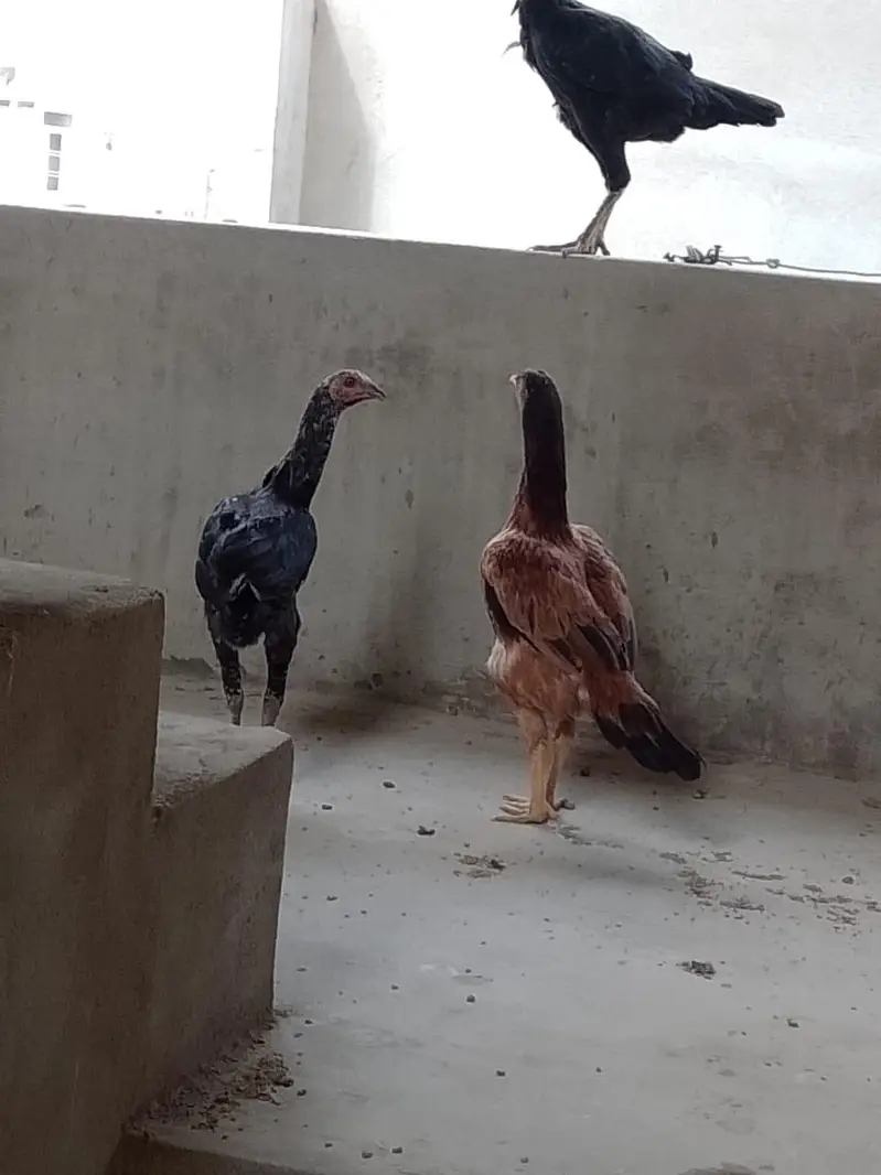 Adeel hens — photo 6