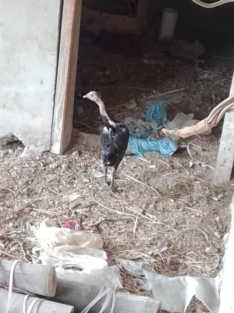 Aseel hens 6