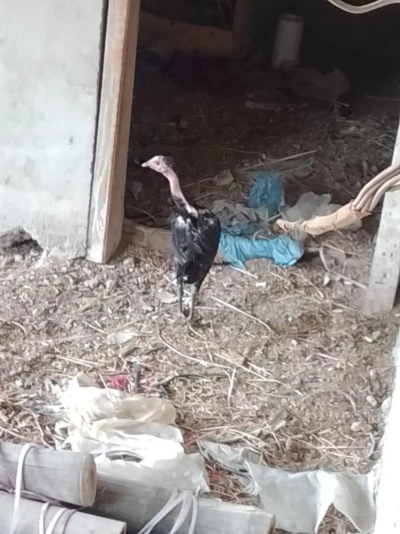 Adeel hens — photo 7