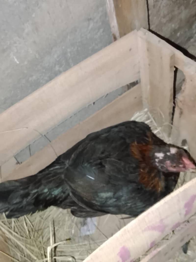 Aseel hens 8