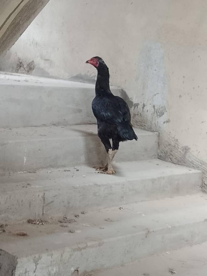 Aseel hens 9
