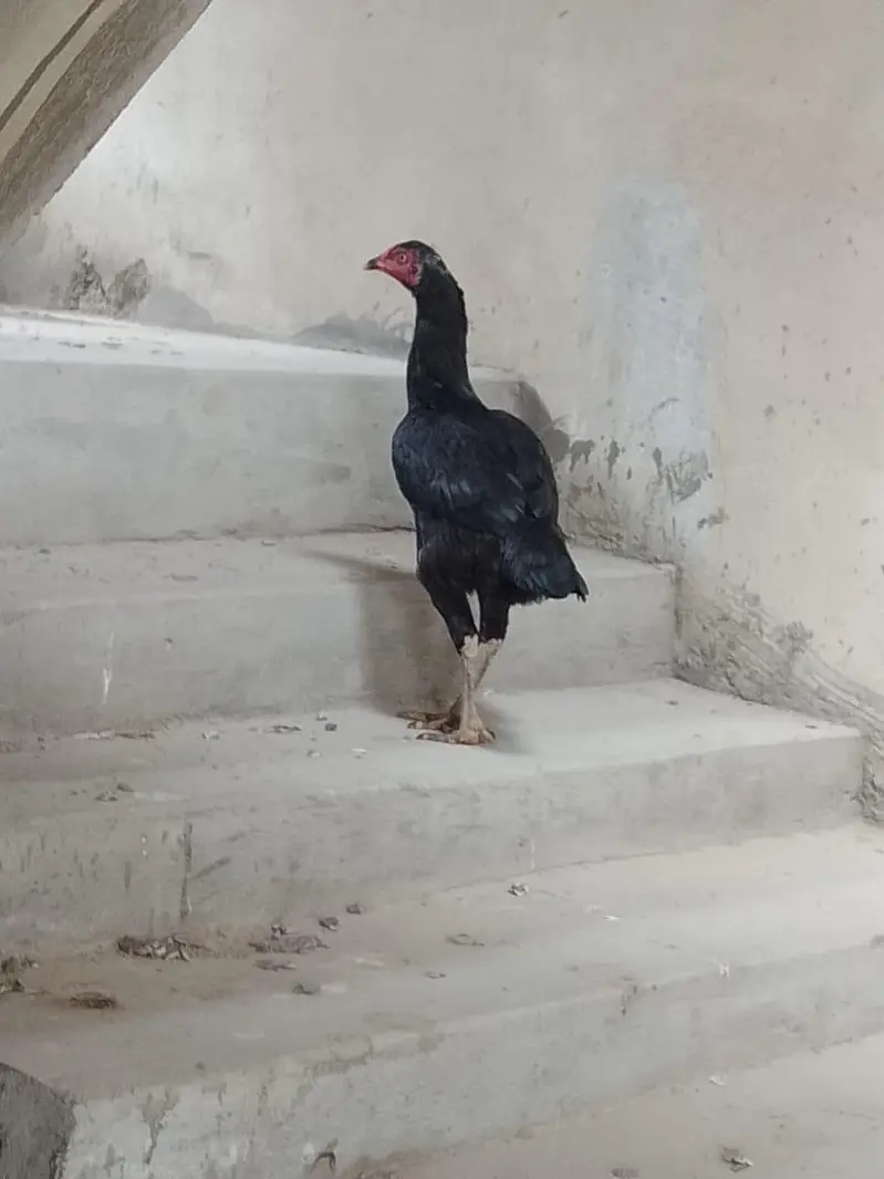 Adeel hens — photo 10
