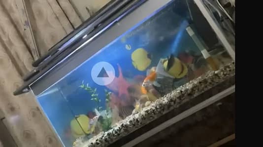 Aquarium with fishes