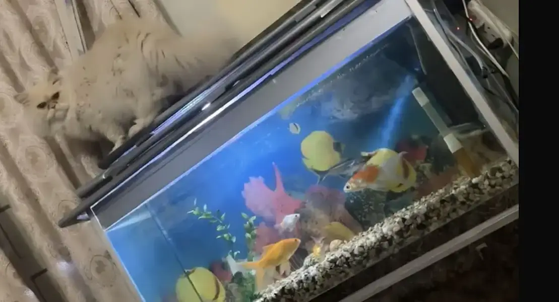 Aquarium with fishes — photo 2