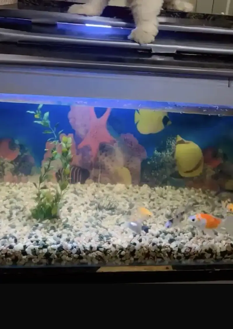 Aquarium with fishes — photo 3