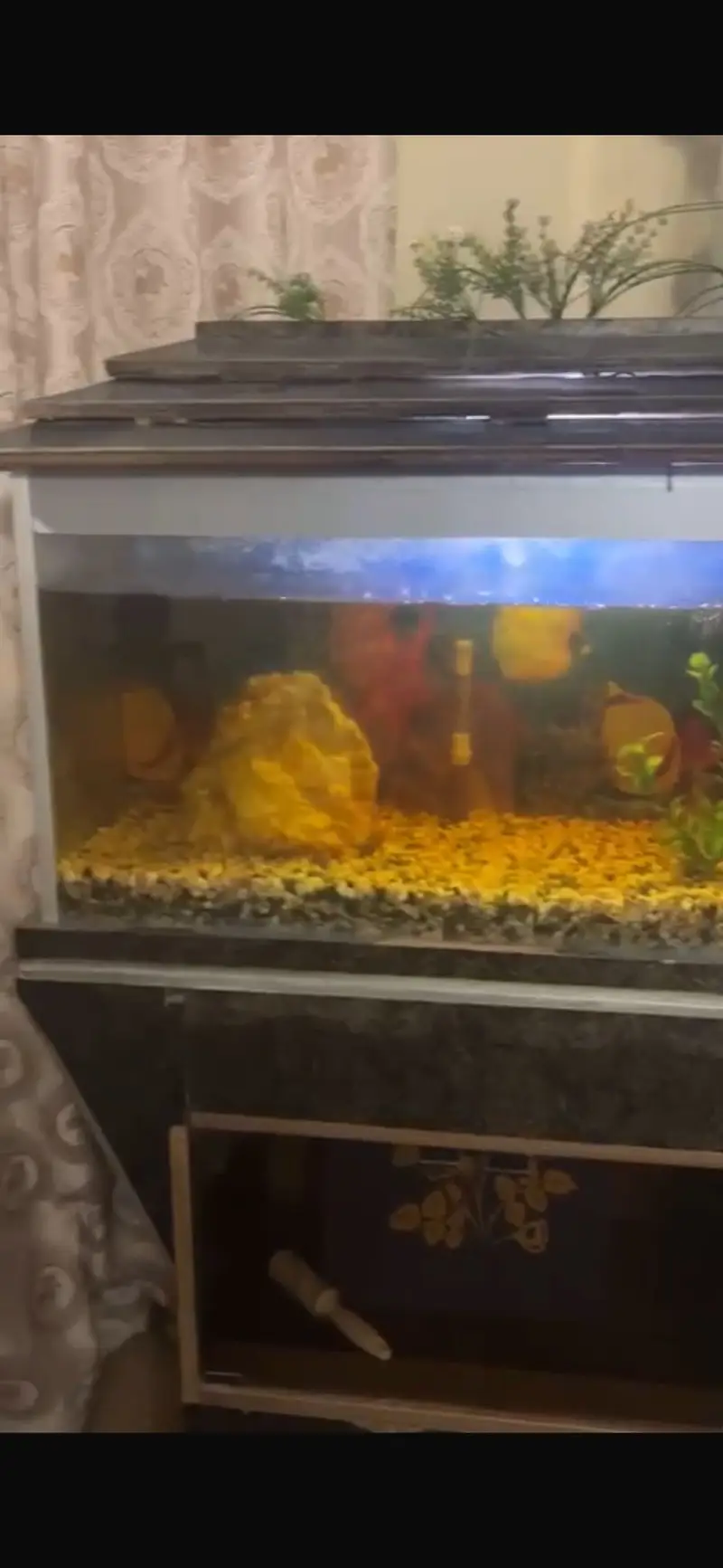 Aquarium with fishes — photo 4