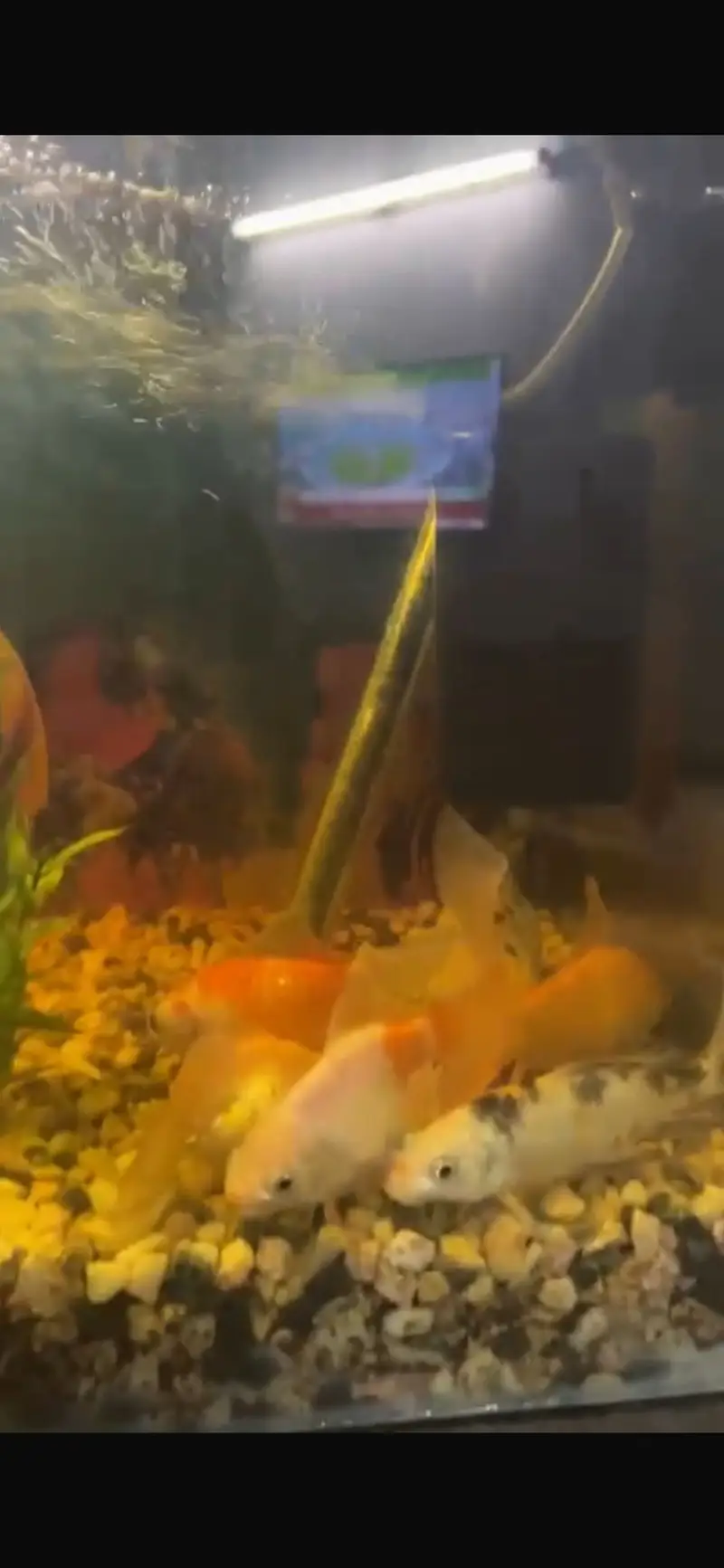 Aquarium with fishes — photo 5