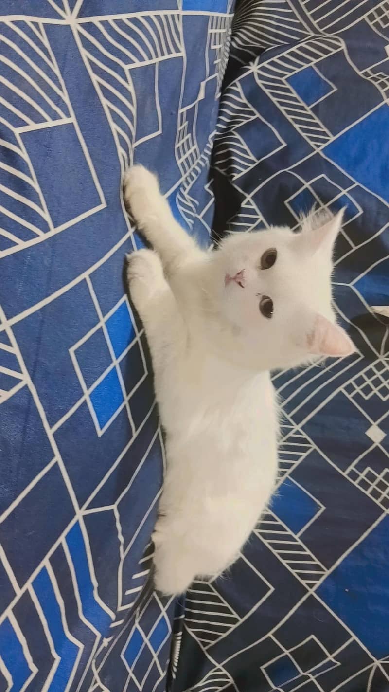 Doll-face persian cat 2