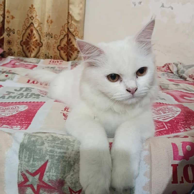 Doll-face persian cat 3