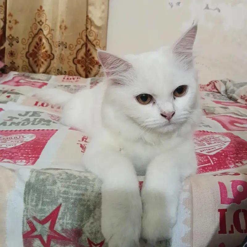 Doll-face persian cat — photo 4