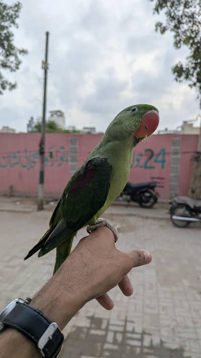 alexandrine parakeet baby male
