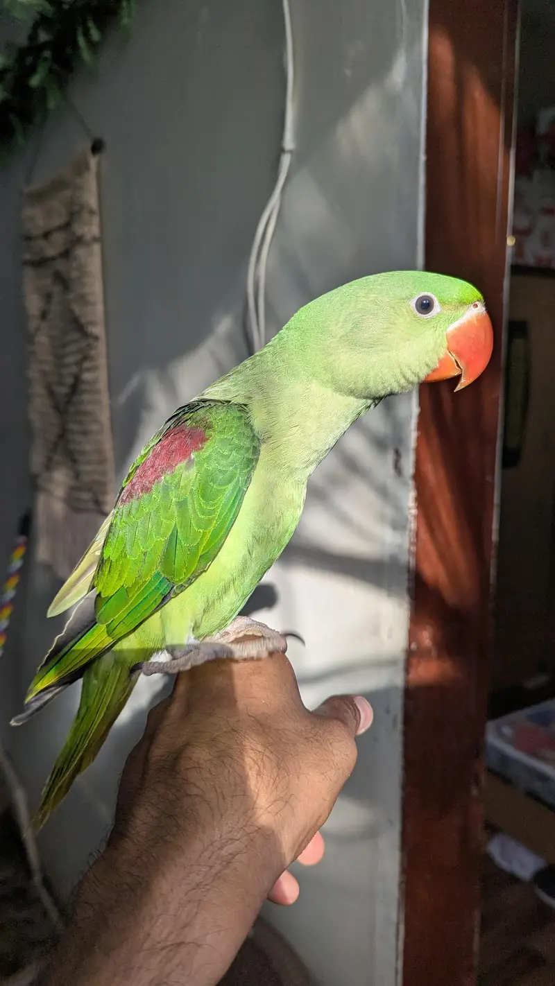 alexandrine parakeet baby male — photo 2