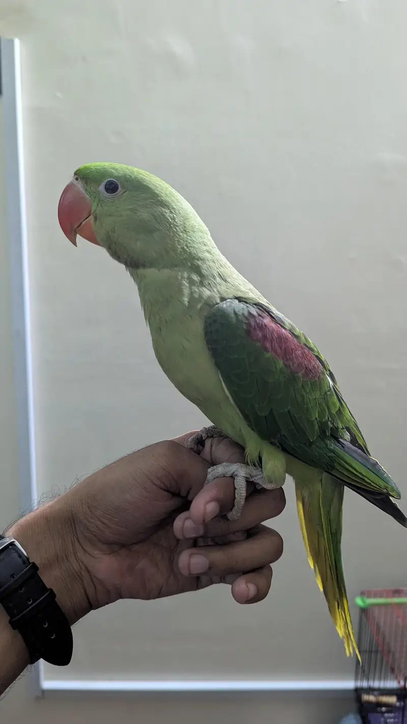 alexandrine parakeet baby male — photo 3