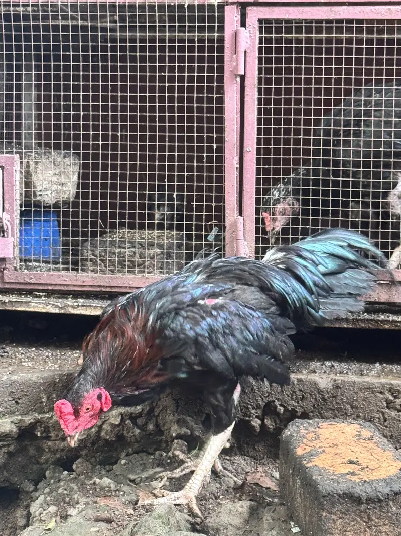 Aseel hens with aeel chiks urgent sale — photo 4