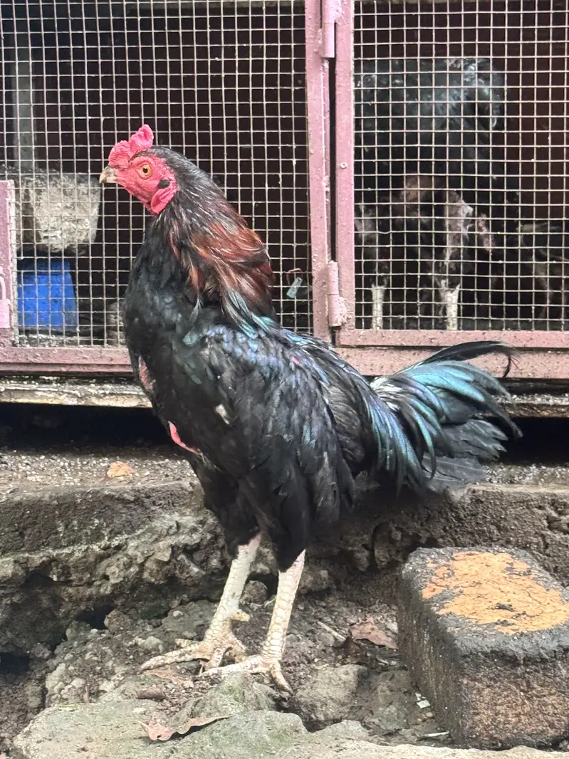 Aseel hens with aeel chiks urgent sale — photo 5