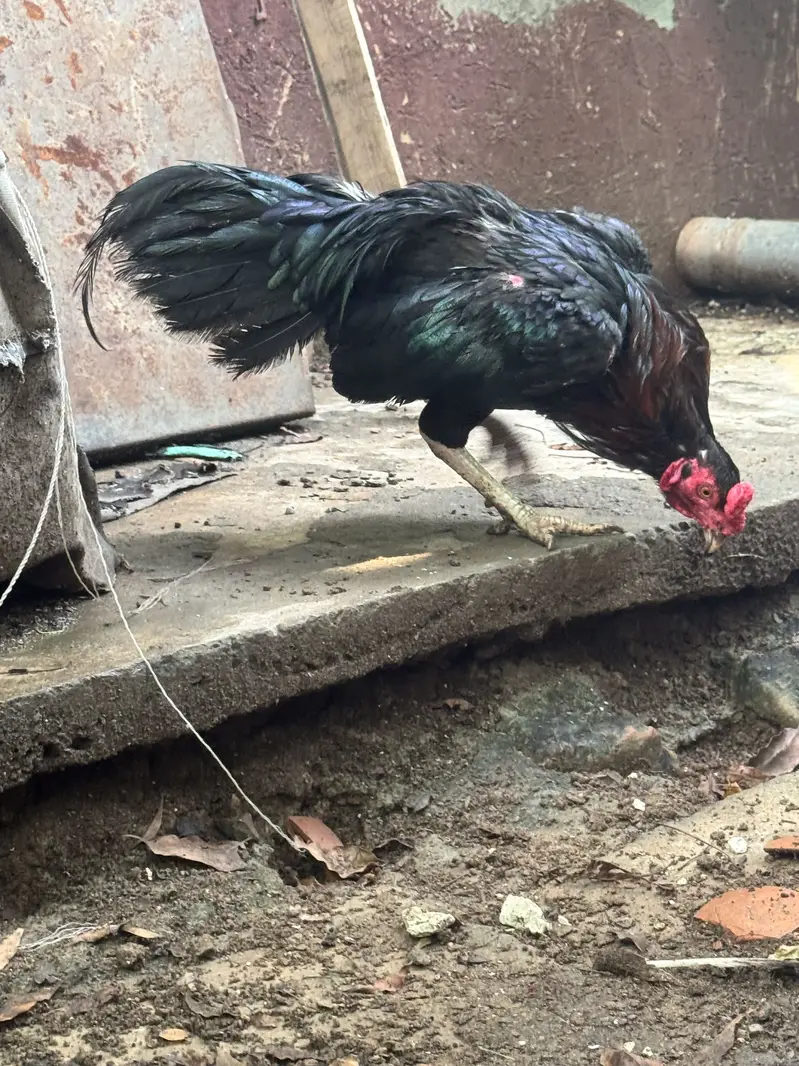 Aseel hens with aeel chiks urgent sale — photo 6