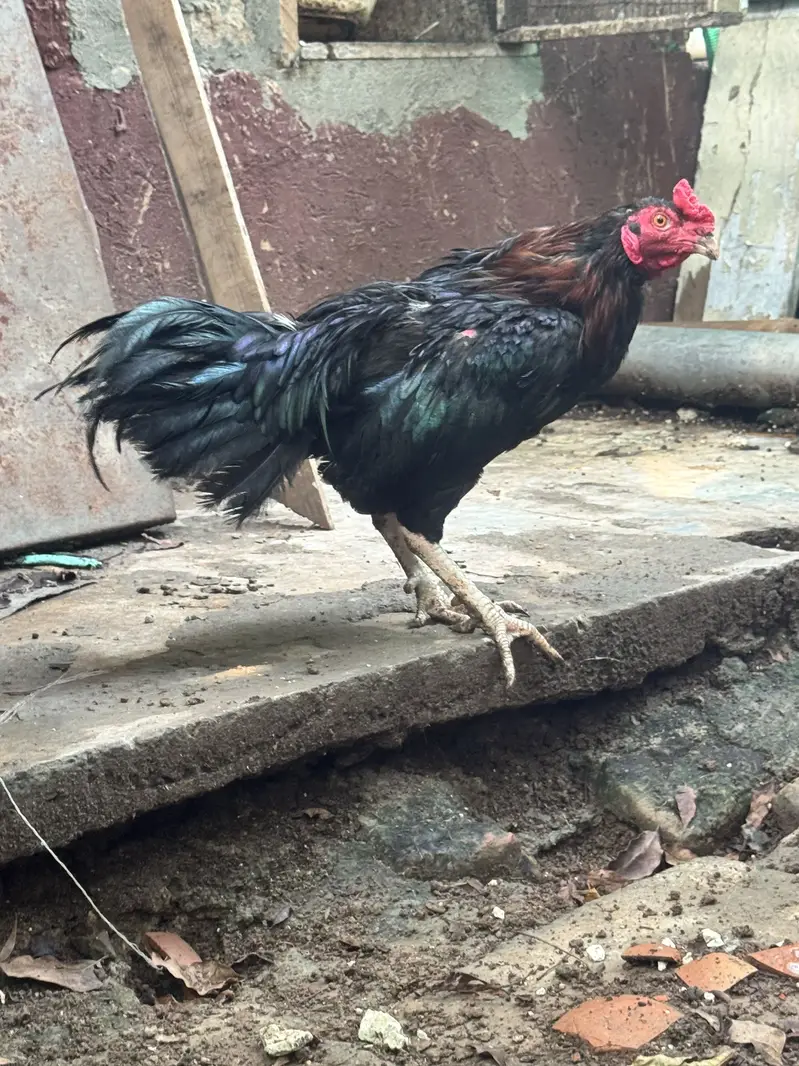 Aseel hens with aeel chiks urgent sale — photo 7