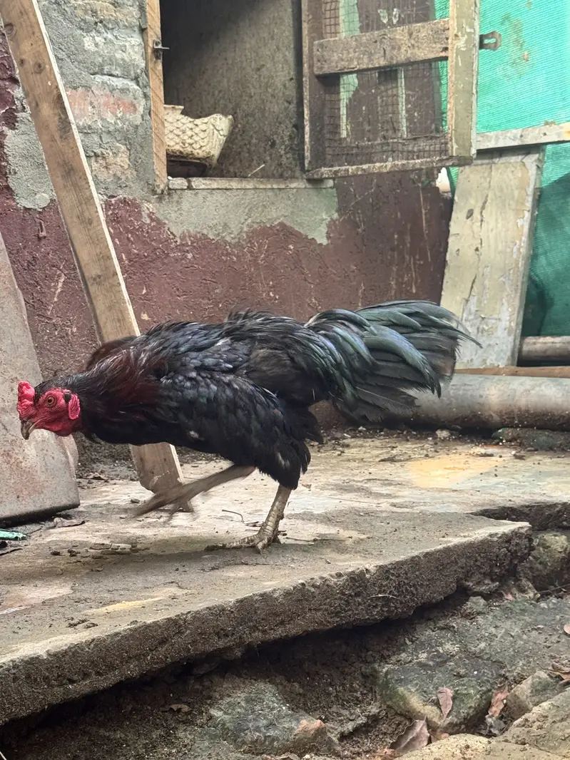 Aseel hens with aeel chiks urgent sale — photo 8