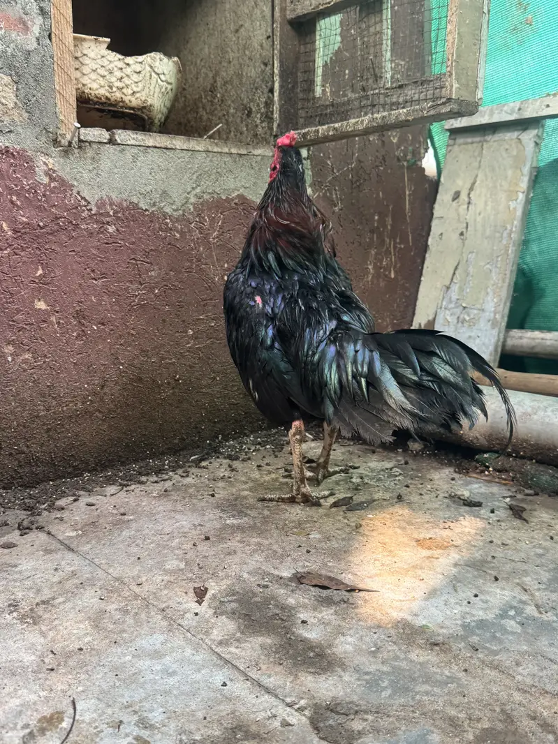 Aseel hens with aeel chiks urgent sale — photo 9