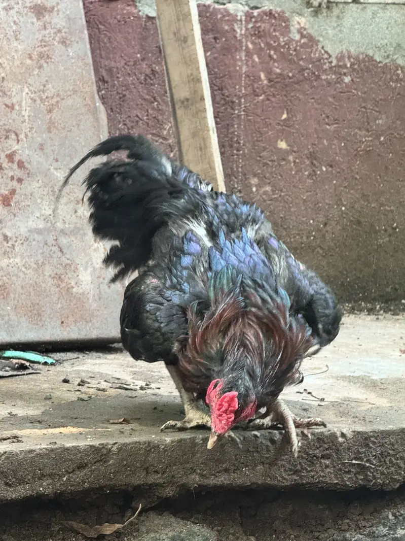 Aseel hens with aeel chiks urgent sale — photo 10