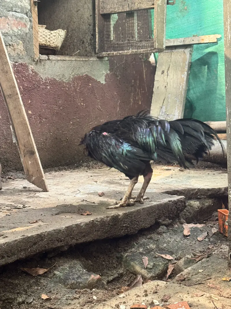 Aseel hens with aeel chiks urgent sale — photo 11