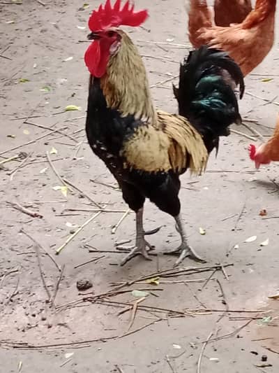 pure Desi hens and Desi murga
