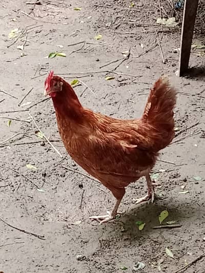 pure Desi hens