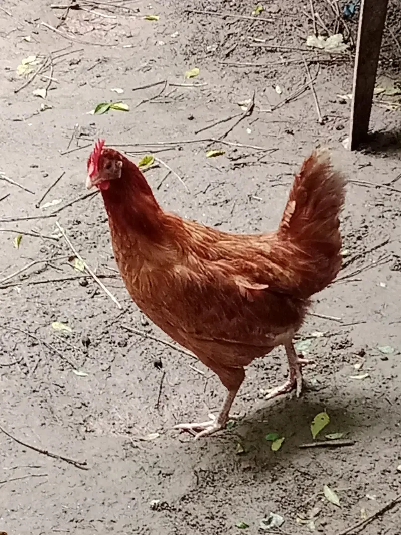 pure Desi hens and Desi murga — photo 2