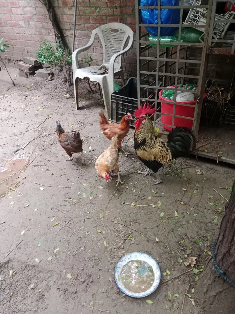 pure Desi hens and Desi murga — photo 3