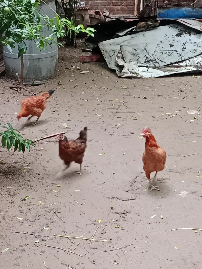 pure Desi hens and Desi murga — photo 4