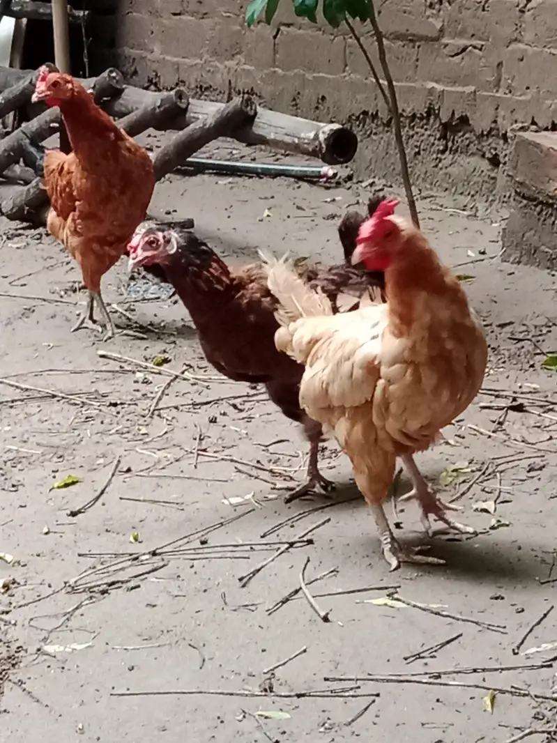 pure Desi hens and Desi murga — photo 5