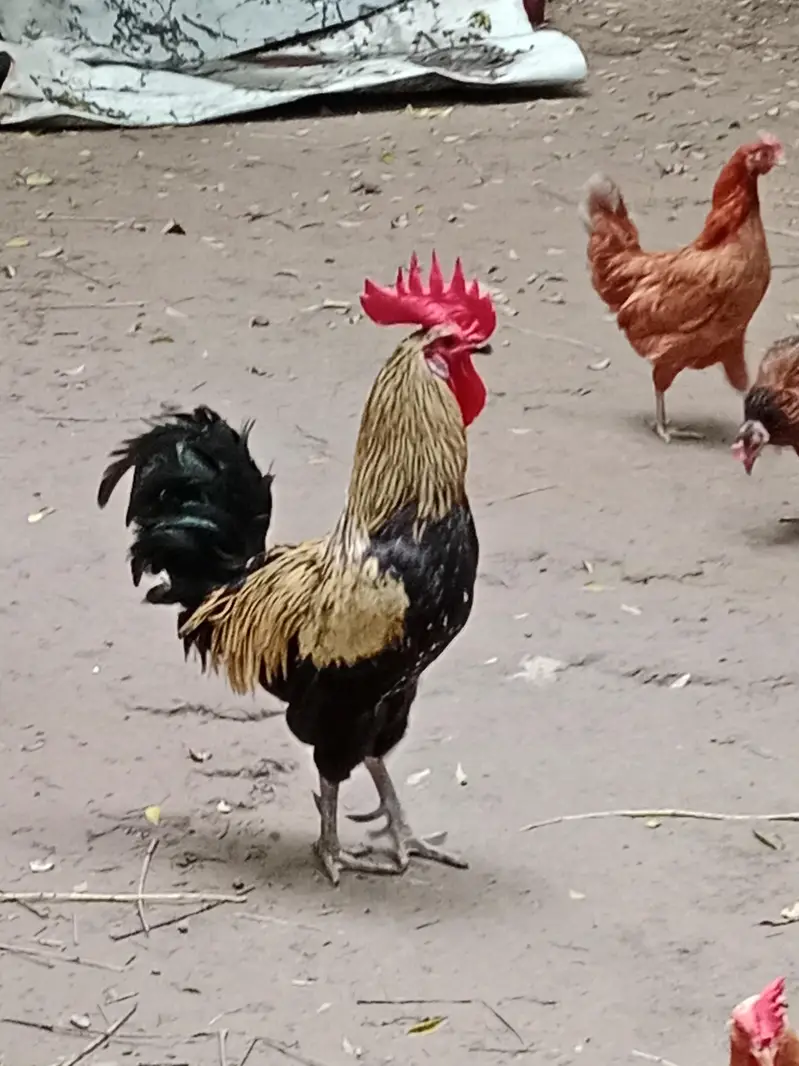 pure Desi hens and Desi murga — photo 6