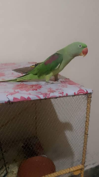 Kashmiri rare fire parrot