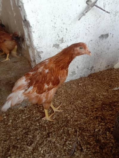 LOHMAN BROWN F2 breed
