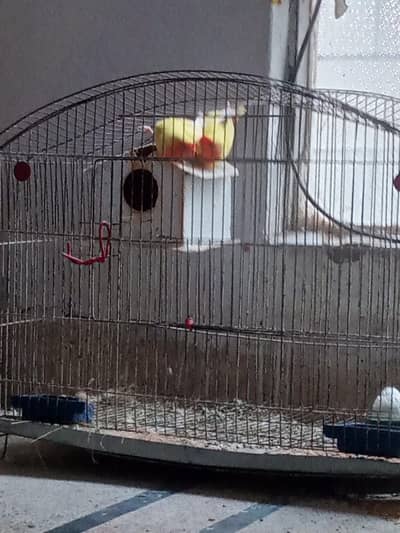 fisher pair for sale urgent