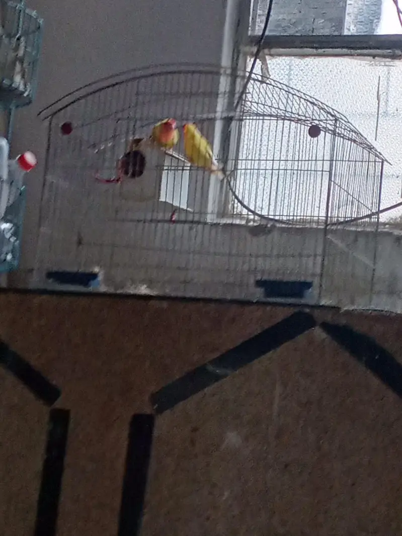 fisher pair for sale urgent — photo 2