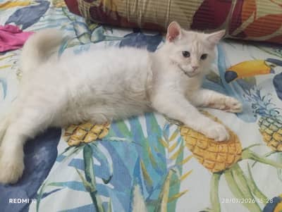 Two Persian cats
