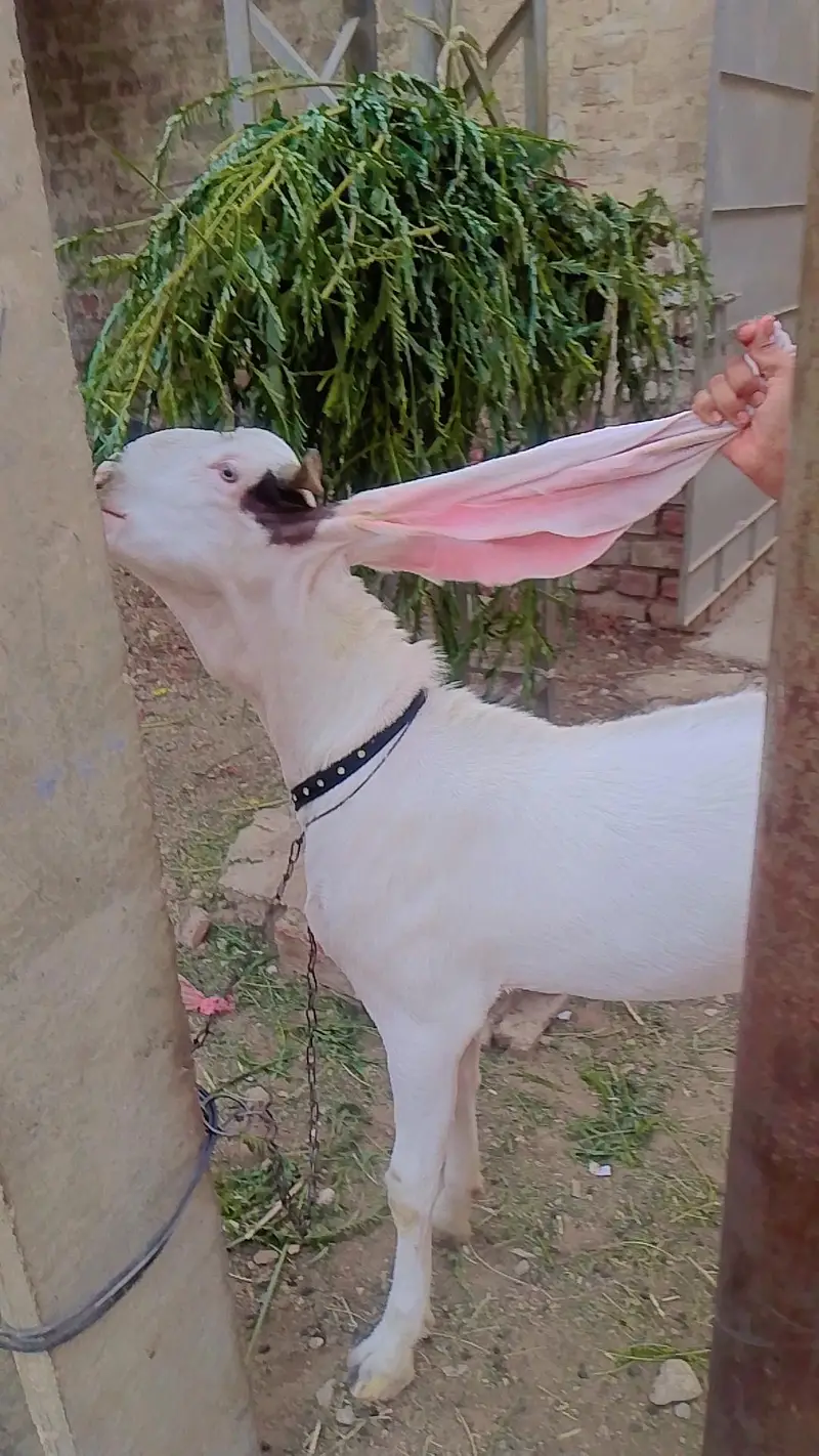 Bakra for sale urgent