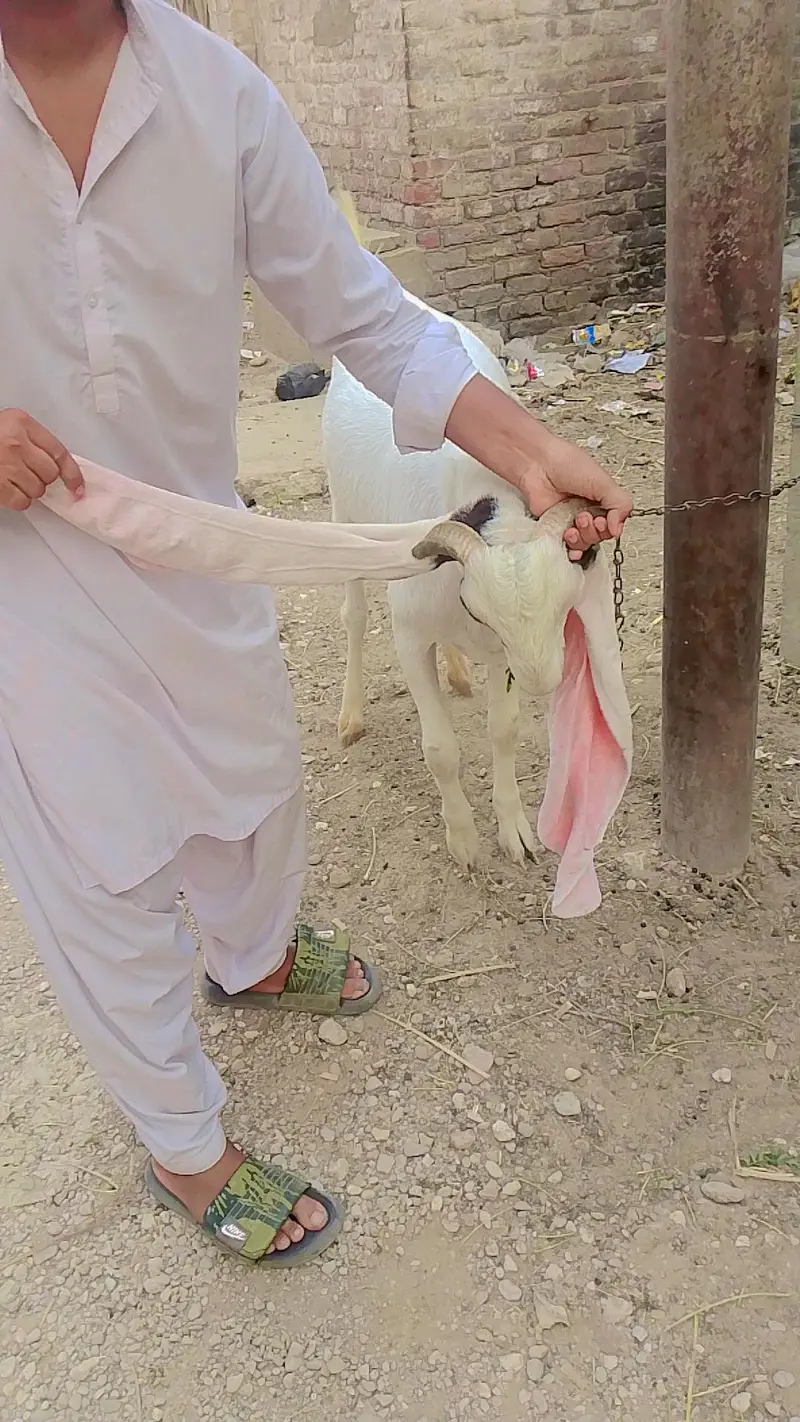 Bakra for sale urgent — photo 3