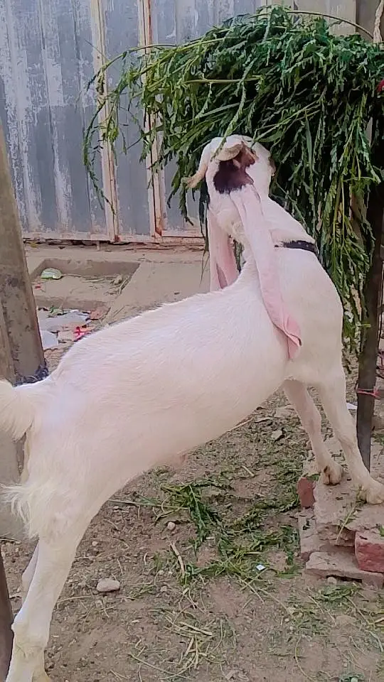 Bakra for sale urgent — photo 6
