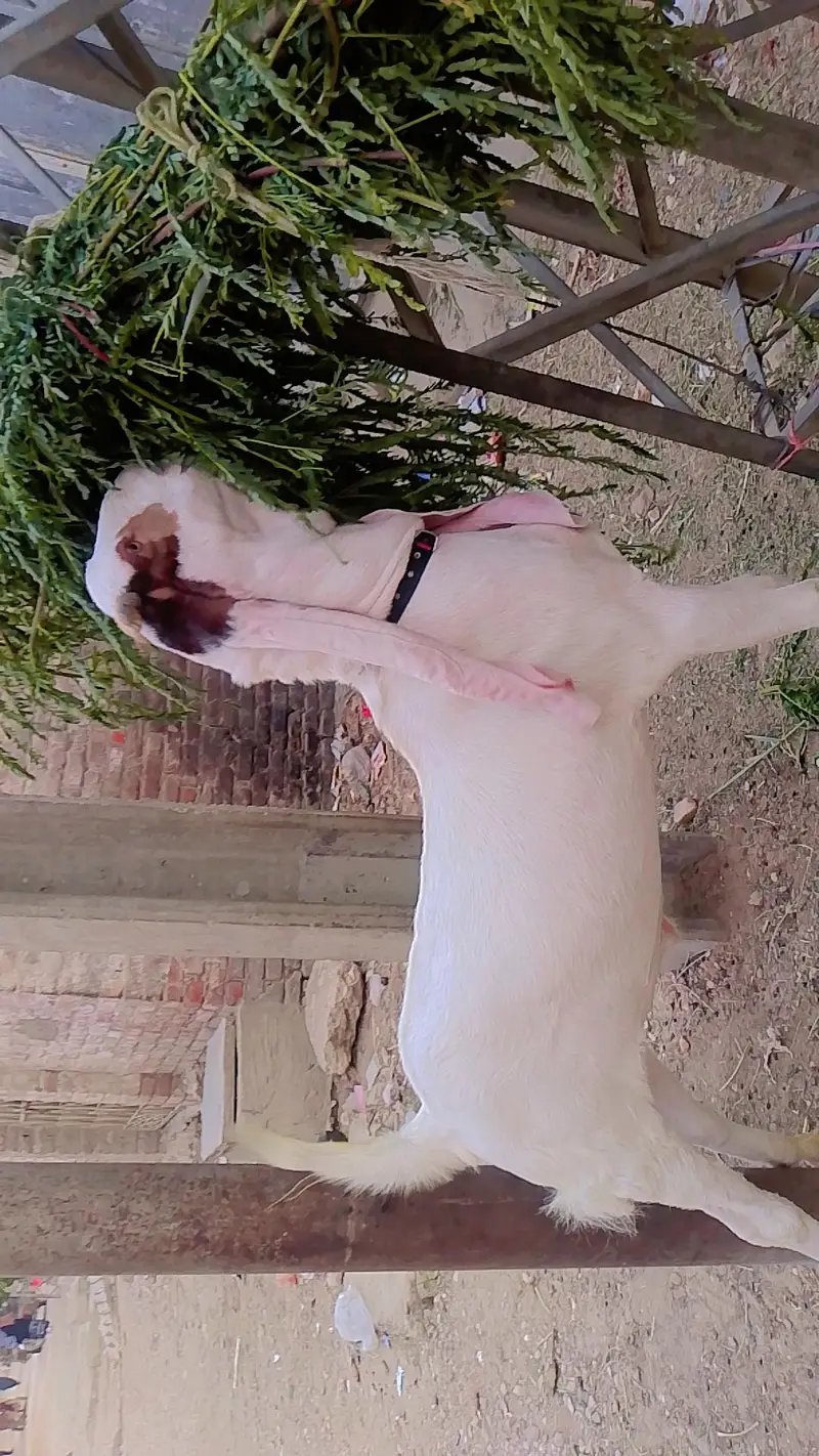 Bakra for sale urgent — photo 7