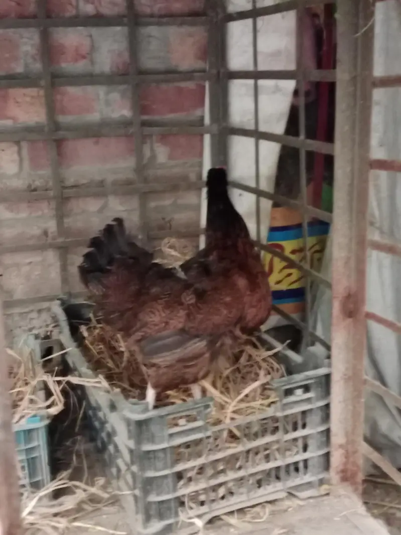 pure Desi hens and Desi murga — photo 7