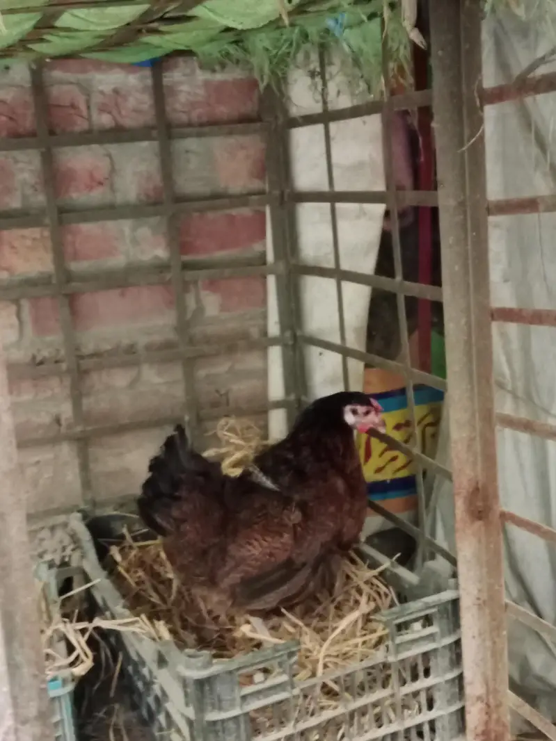 pure Desi hens and Desi murga — photo 8