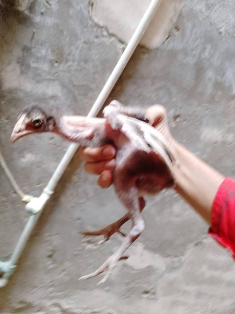 aseel chick 0