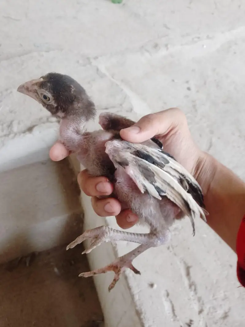 aseel chick — photo 4