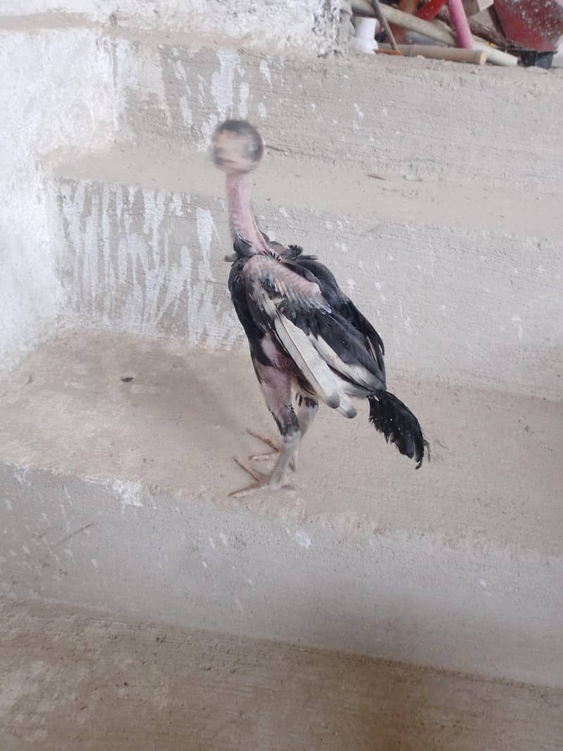aseel chick 4
