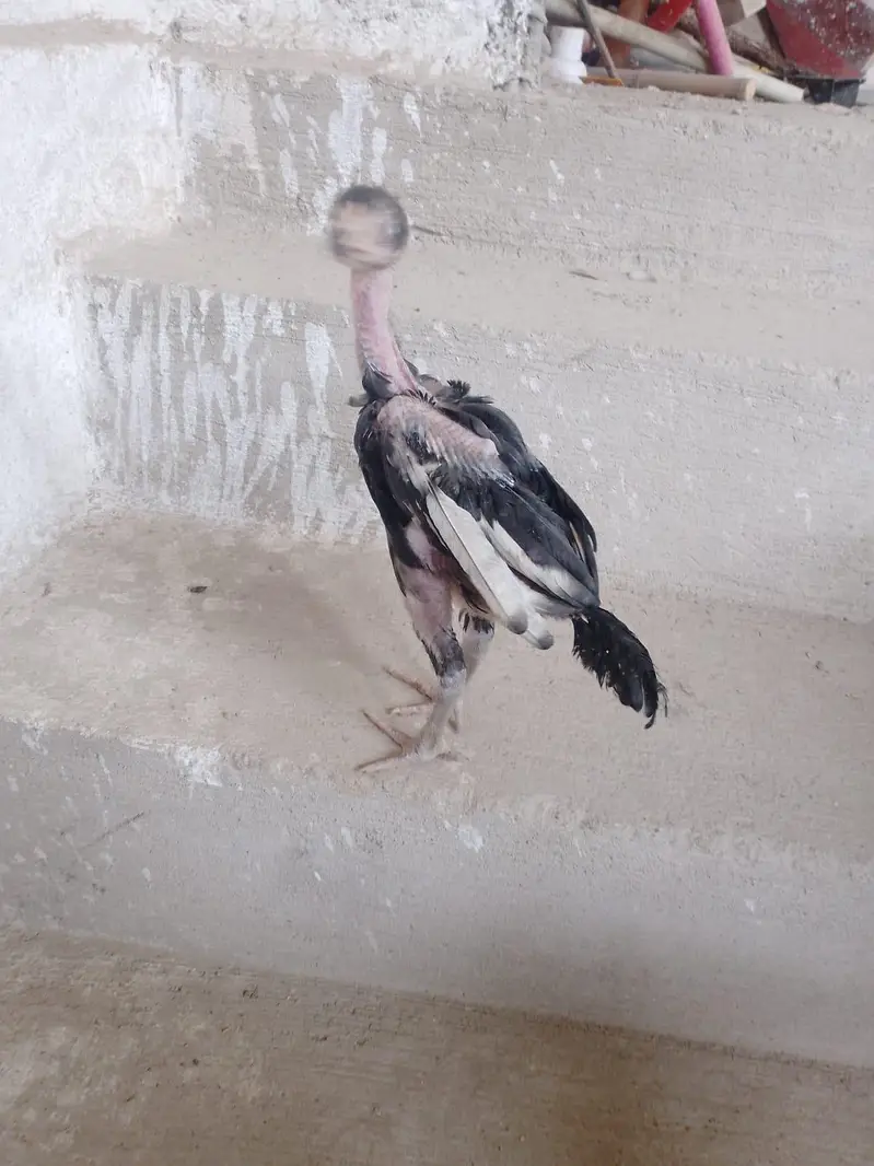aseel chick — photo 5