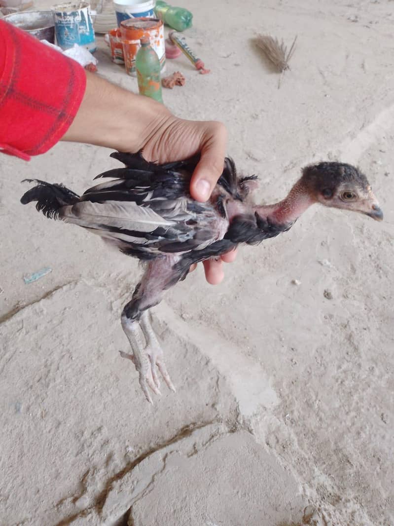 aseel chick 6