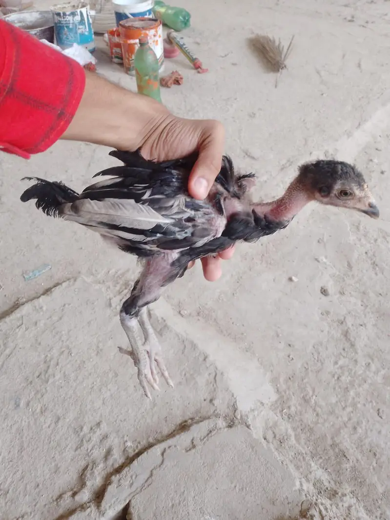 aseel chick — photo 7